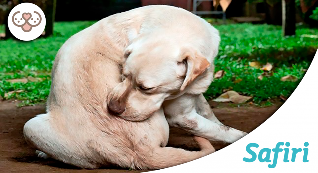 guisante Pensamiento Excavación Por qué mi perro se muerde mucho? | Safiri: Alimentos Premium y accesorios  para Mascotas en Línea